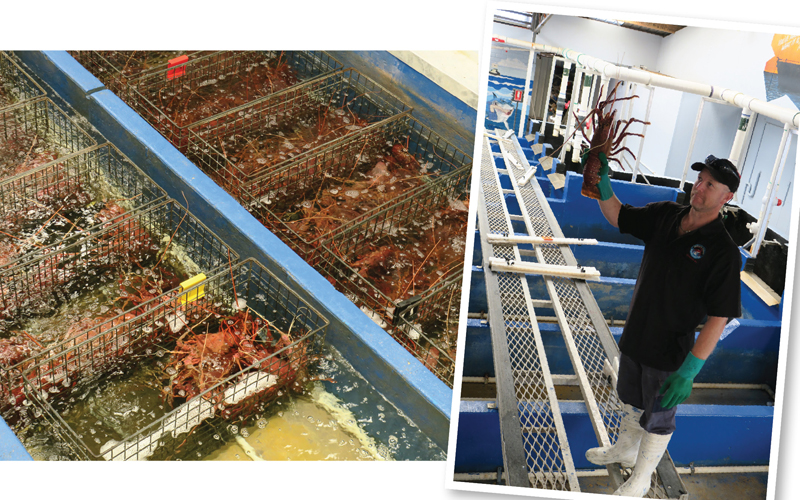 Jalanjalan Perth Berkunjung ke Lobster Shack